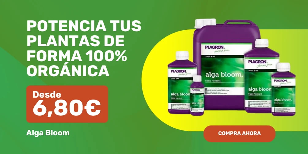 Alga Bloom